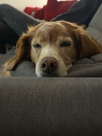 Sleepy dog face of a Brittany spaniel looking annoyed