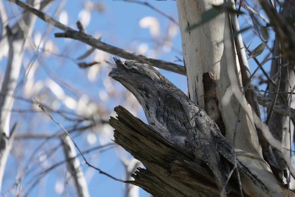 Photo of a tawny frogmouth