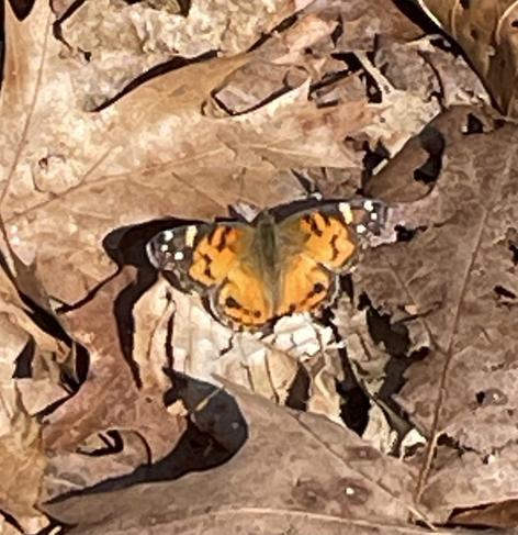 A Painted Lady butterfly with orange and black markings is resting on a bed of brown, dry leaves. The surroundings are earthy and natural, blending the butterfly into its environment.