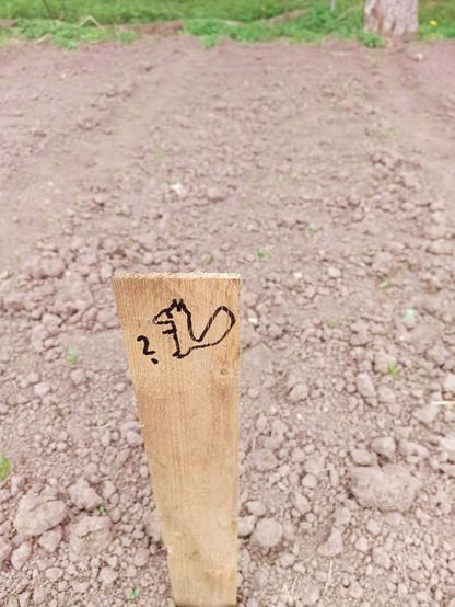 A bed of dry earth. A wooden label is pounded on the side of it. Someone has attempted to draw a squirrel on it in black marker, with a question mark in front of it.