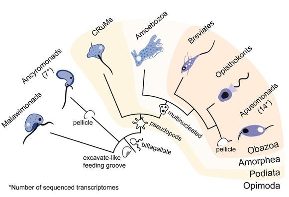 evolutionary tree of eukaryotes