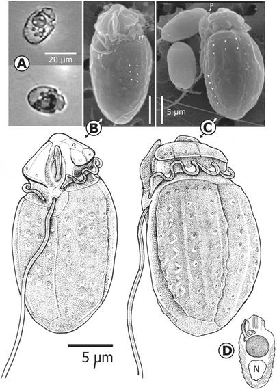 photos and drawings of a microbe
