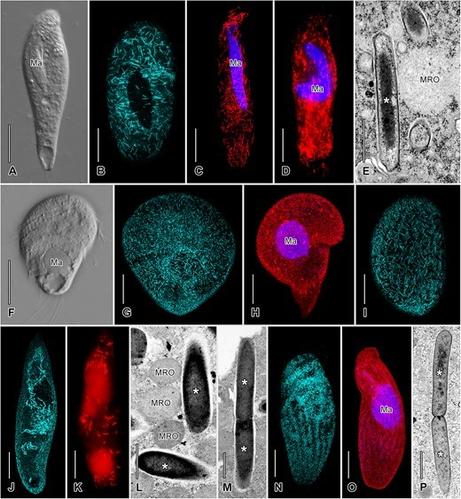 photos of microbes using various types of microscopy