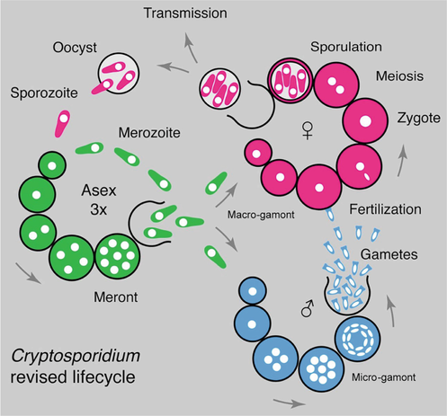 schematic representation of a microbe's life cycle