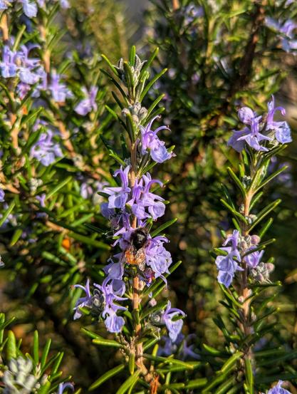 A close-up captures a bumblebee, likely a Bombus pascuorum, given the location and colouring, diligently collecting nectar from the delicate, pale purple flowers of a rosemary plant. The bee, with its fuzzy black and yellow body, is positioned centrally on a flower spike, its head partially obscured as it delves into a bloom. The slender, needle-like leaves of the rosemary bush create a textured green backdrop, with more flower spikes visible in varying degrees of focus, suggesting a healthy and flowering plant. The lighting suggests it is daytime.