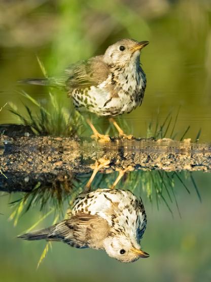 𝗣𝗶𝗰𝘁𝘂𝗿𝗲 𝗗𝗲𝘀𝗰𝗿𝗶𝗽𝘁𝗶𝗼𝗻 (𝗘𝗻𝗴): A seemingly juvenile mistle thrush drinking from a puddle. The bird is reflected in the water's surface like a mirror.

𝗗𝗲𝘀𝗰𝗿𝗶𝗽𝗰𝗶𝗼́𝗻 (𝗘𝘀𝗽): Un zorzal charlo aparentemente juvenil bebiendo en un charco. El ave se refleja en la superficie del agua como en un espejo