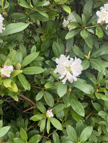 Eine Gruppe weiße Rhododendronblüten mit Spuren von Rosa in grünem Blattwerk. Ab den Bildrändern sind noch mehr ähnliche Blüten zu sehen.