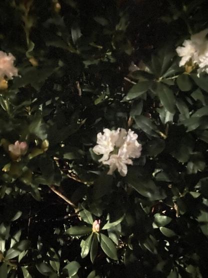 Eine Gruppe weiße Rhododendronblüten mit Spuren von Rosa in grünem Blattwerk. An den Bildrändern sind noch mehr ähnliche Blüten zu sehen. Das Grün wirkt viel dunkler als auf dem ähnlichen Bild, fast schwarz und dadurch geheimnisvoll.