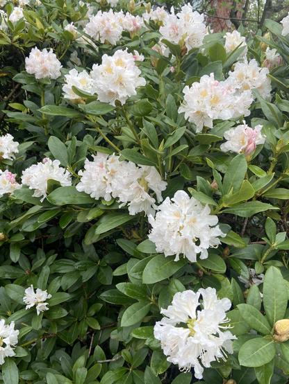 Blick auf einen Rhododendronbusch. In der Bildmitte formen weiße Blüten mit Einsprengseln von rosa und gelb einen Bogen. Darunter und darüber sind vereinzelt ähnliche Blüten zu sehen. Die Blätter wirken satt grün, Feuchtigkeit ist darauf zu erkennen.