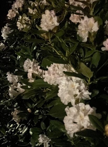 Blick auf einen Rhododendronbusch in der Dunkelheit. In der Bildmitte formen weiße Blüten mit Einsprengseln von rosa und gelb einen Bogen. Darunter und darüber sind vereinzelt ähnliche Blüten zu sehen.
Die Blüten wirken farbiger als im Bild daneben, aber die Blätter wirken fast schwarz. Das Bild ist leicht unscharf.