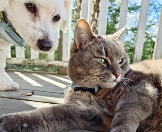 All three pics are of the same tabby cat and dog (bichon frise) interacting