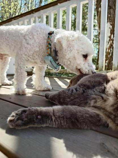 Dog is licking cats cheek