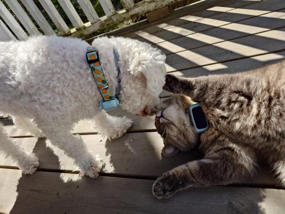Nose boops