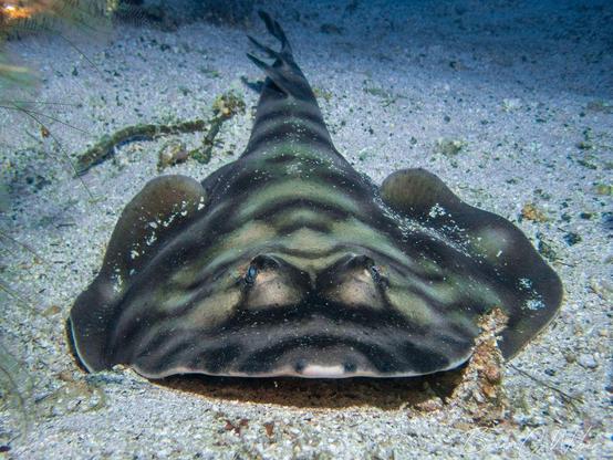 Subject: Banded Guitarfish. Guitarfish look like stingrays, but with fish tails. This one is light gray/brown with black or dark gray bands and stripes and is laying on a sand bottom facing the camera.