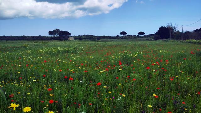 Foto di una campagna non coltivata coperta di papaveri e fiori gialli. Sull'orizzonte si vede qualche albero. In alto il cielo è blu con qualche nuvola bianca