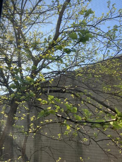Branches and leaves of an elm tree