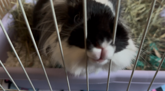 An eager bunny is sticking her mouth and nose through an opening in fence bars