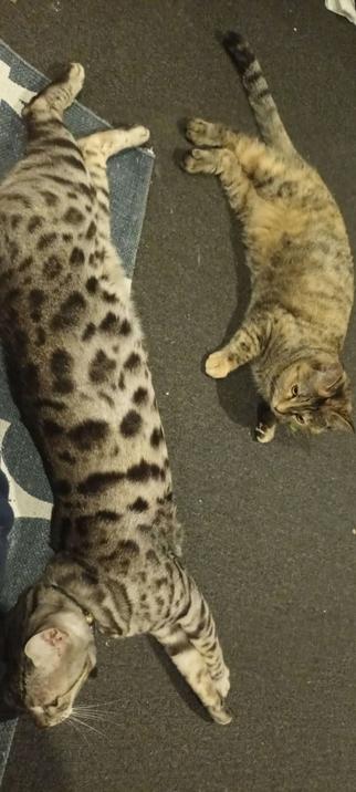 2 cats stretched out on carpet. On the left is Pi, a silver spotted Bengal cat, on the right is Missy, a dilute torbie. Missy looks like she is only half the size of Pi, but that's a result of perspective, mostly. (He is a long cat though!)