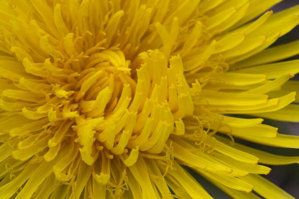 27 april is de dag van de paardenbloem