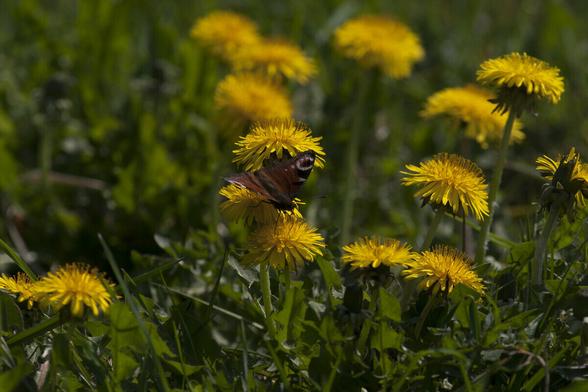 27 april is de dag van de paardenbloem