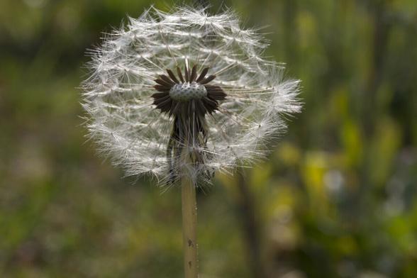 27 april is de dag van de paardenbloem