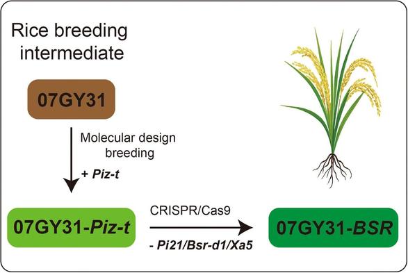 This annotated flow chart illustrates that knocking out three susceptibility genes (Pi21, Bsr-d1, and Xa5) in a rice breeding line that contains the resistance Piz-t produced enhanced broad-spectrum resistance against the fungal pathogen Magnaporthe oryzae and the bacterial pathogen Xanthomonas oryzae pv. oryzae without obvious growth penalty.