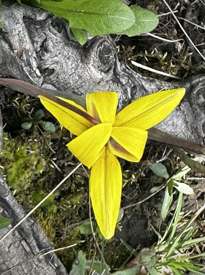 Brilliant yellow trout lily flower: 3 petals splayed; 3 petals clasping.