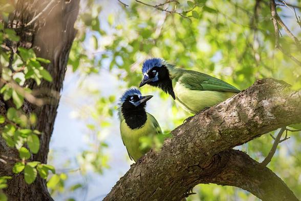 Two vibrant birds with striking blue and black heads, and yellow and green bodies, perch on a tree branch and facing each other, surrounded by lush greenery. Sunlight filters through the leaves, casting a warm glow on the pair as they appear to engage with each other. Photography by Debra Martz