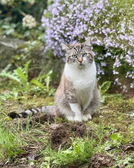 Cat posing in garden