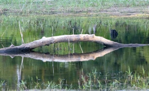 "The image showcases a peaceful outdoor scene. At the center, a large fallen tree trunk stretches horizontally across a tranquil body of water. The trunk dips partially into the water, creating a smooth, mirror-like reflection that perfectly mimics its form. The water itself is calm and clear, amplifying the serene effect. Around the trunk, lush greenery frames the scene, with vibrant grass and dense vegetation adding life to the surroundings. The composition evokes a sense of stillness and harmony, inviting the viewer to immerse themselves in the beauty of nature." - Copilot