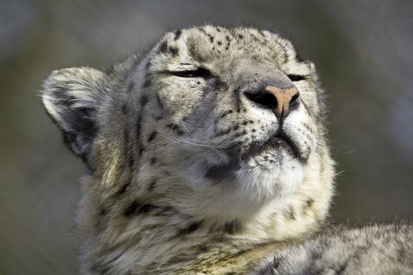 A picture of a snow leopard.