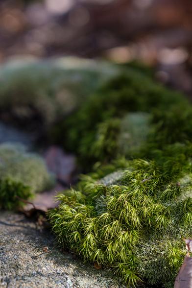 Macro shot of lush, curling moss on rock.