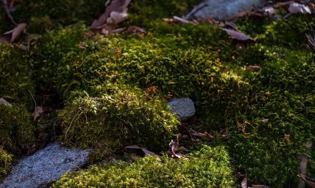 Moss-covered forest floor, with dappled leaves and filtered light.