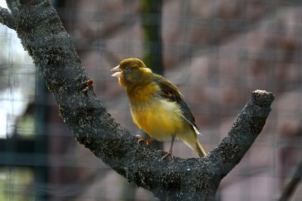 Ein orange-brauner Kanarienvogel sitzt auf einer Astgabel im Gehege und ruft mit halb zugekniffenem Auge, der Schnabel ist geöffnet.