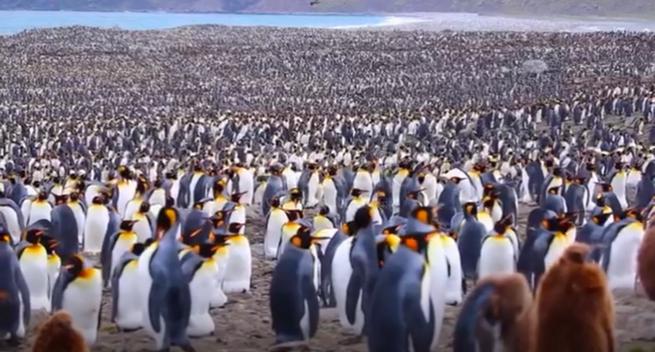 Penguins subject to a tax on their exports to the USA.