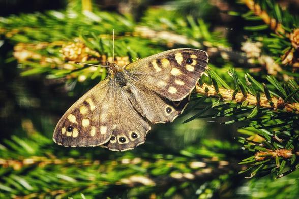 A speckled wood butterfly with brown and cream patterned wings rests on a sprig of green needles.