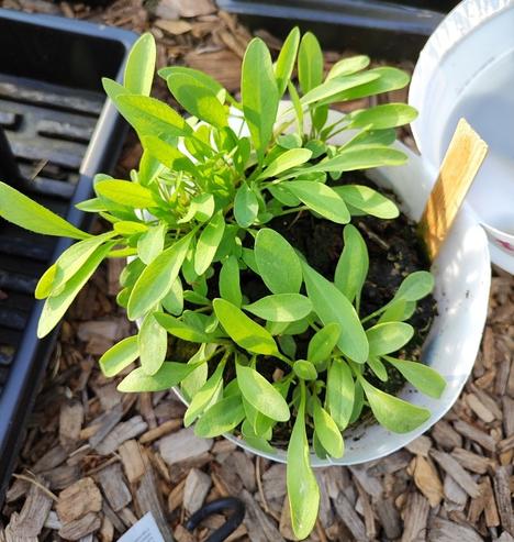 A round, white plastic container filled with elongated leaves. Some dark brown potting mix is visible beneath the leaves.