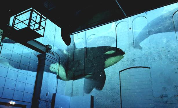 Projektion eines Orcas auf eine Mauer