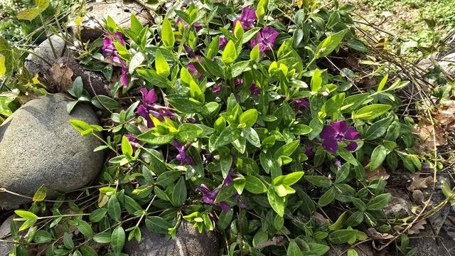 Cespuglio di vinca minor viola.