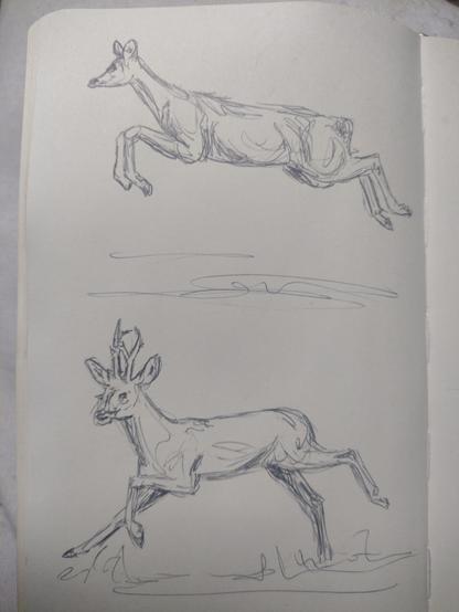 Sketchbook page with two ballpoint sketches of roe deer.