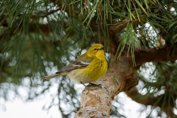a bright yellow pine warbler stands on a smooth barked tree limb surrounded by green needles. they have a tiny black beak that is pointed up slightly as they take in their surroundings. their head and chest are almost entirely yellow with flecks of black. they have black and white banding on their wings. the bottom of their feet are slightly visible and are yellow while the rest of their leg is black