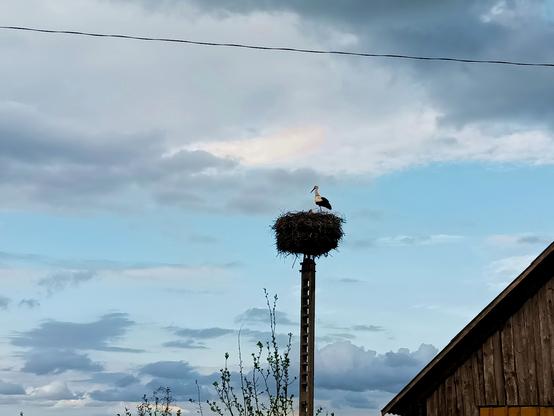 A stork standing in its nest atop a tall concrete stick, peering off into the distance where there are some clouds wandering by. A cloud nearer to the bird does look like it might hold some rain.