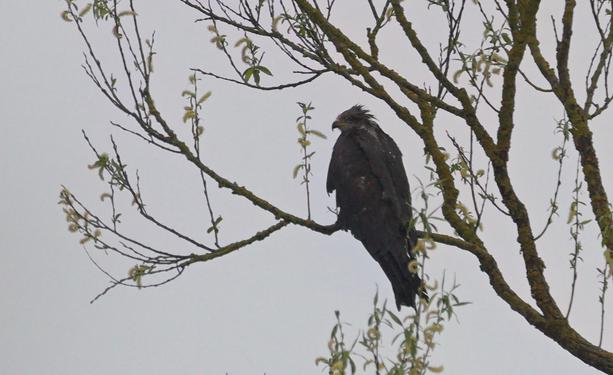 Auf einem Weidenzweig mit blühenden Weidenkätzchen vor tristem, grauem Himmel sitzt ein Greifvogel. Rückenansicht, Kopf nach links gedreht. Der Blick ist greifvogel-grimmig, am Hinterkopf stehen einige nasse Federn zusammenklebend und zerzaust nach oben ab.