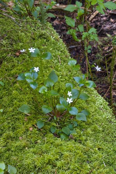 A small flower emerges from a moss covered log
