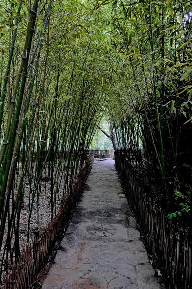 Bamboo Pathway, Happy Thursday, everyone! The weekend is almost here