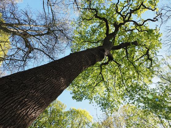 unidentified tree in low angle