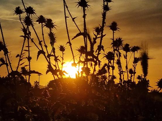 Il sole quasi del tutto tramontato, tinge di miele ambrato il cielo, mentre i fiori e steli coperti di ombra sembrano fiori carnivori che cercano di nascondere il sole