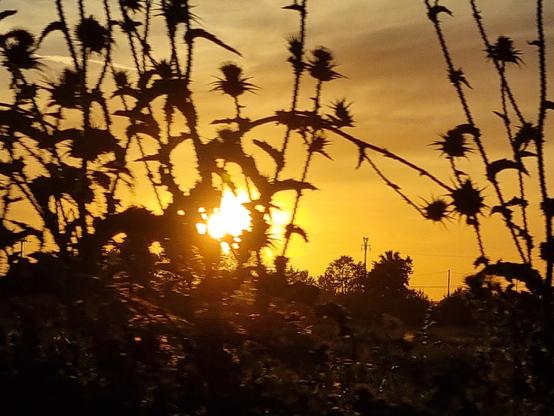 Il sole quasi del tutto tramontato, tinge di miele ambrato il cielo, mentre i fiori e steli coperti di ombra sembrano fiori carnivori che cercano di nascondere il sole