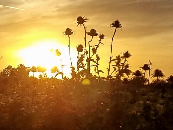Il sole quasi del tutto tramontato, tinge di miele ambrato il cielo, mentre i fiori e steli coperti di ombra sembrano fiori carnivori che cercano di nascondere il sole