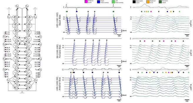 Left: Schematic of larval locomotor system model. Abdominal circuitry including initiation and wave detectors is duplicated bilaterally. HO oscillators are represented by large circles with an oscillator symbol. Intersegmental connections are represented by black lines connecting HOs. Reciprocal intersegmental connections amongst neighbouring HOs are represented by black lines. Initiation and wave detector motifs on each side are represented outside the core model. Middle column: Model compared to calcium imaging traces (righthand column) for three scenarios… Top: equal bias. Middle: forwards bias. Bottom: anterior bias.